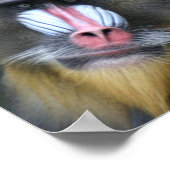 Baboon Face Poster Print (Ecke)
