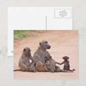 Baboon-Familie im Boden Postkarte (Vorne/Hinten)