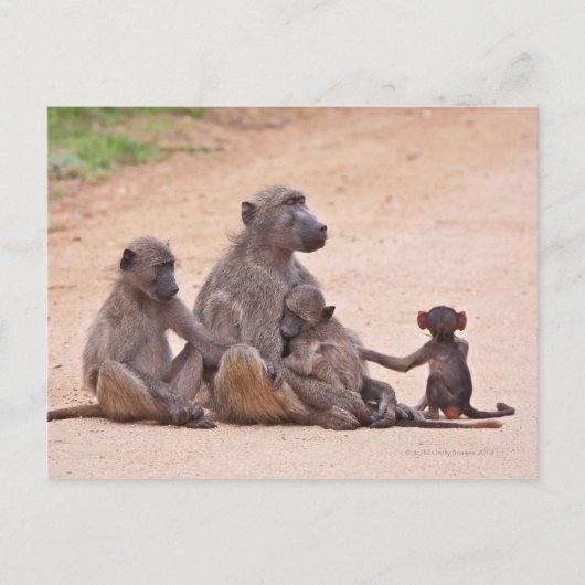Baboon-Familie im Boden Postkarte (Vorderseite)