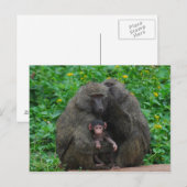 Baboon Family Postkarte (Vorne/Hinten)