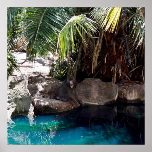 Baboon im Paradies, Poster