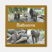 Baboon Magnet (Vorne)