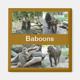 Baboon Magnet