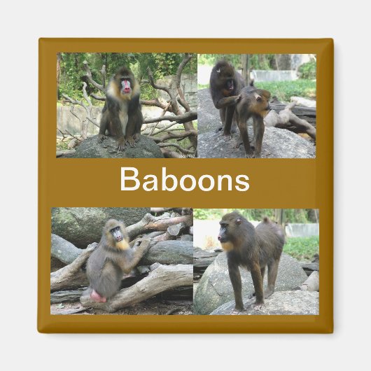 Baboon Magnet (Vorne)
