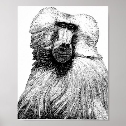 Baboon Monkey Jungle Safari Poster (Vorne)