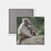 Baboon Mutter pflegt ihren jungen Magnet (Vorderseite/Rückseite)