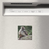 Baboon Mutter pflegt ihren jungen Magnet (In Situ (Geschirrspüler))