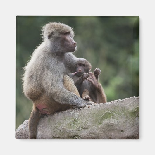 Baboon Mutter pflegt ihren jungen Magnet (Vorne)