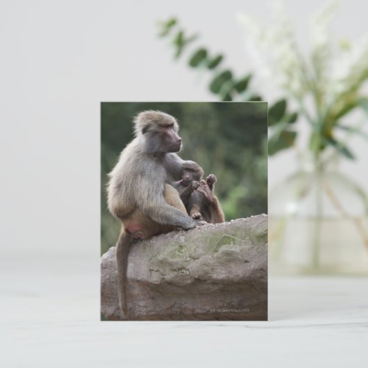 Baboon Mutter pflegt ihren jungen Postkarte (Stehend Vorderseite)