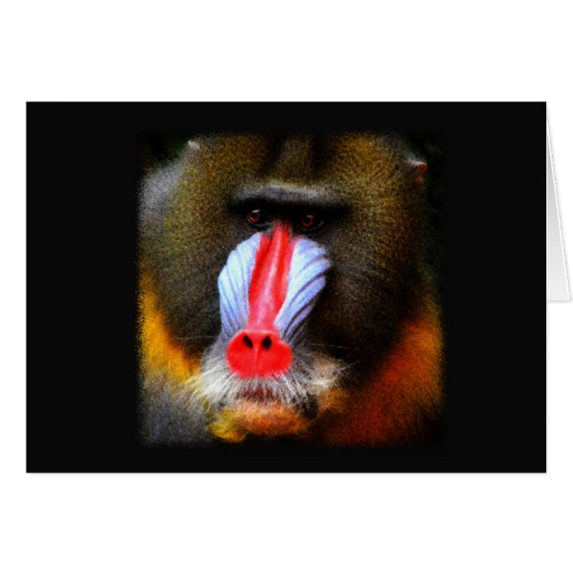 Baboon Portrait (Vorderseite (Horizontal))