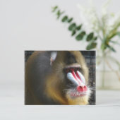 Baboon Postcard Postkarte (Stehend Vorderseite)