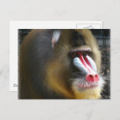 Baboon Postcard Postkarte (Vorne/Hinten)