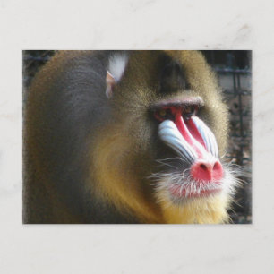 Baboon Postcard Postkarte
