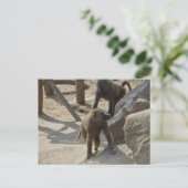 Baboon Postcard Postkarte (Stehend Vorderseite)