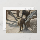Baboon Postcard Postkarte (Vorne/Hinten)