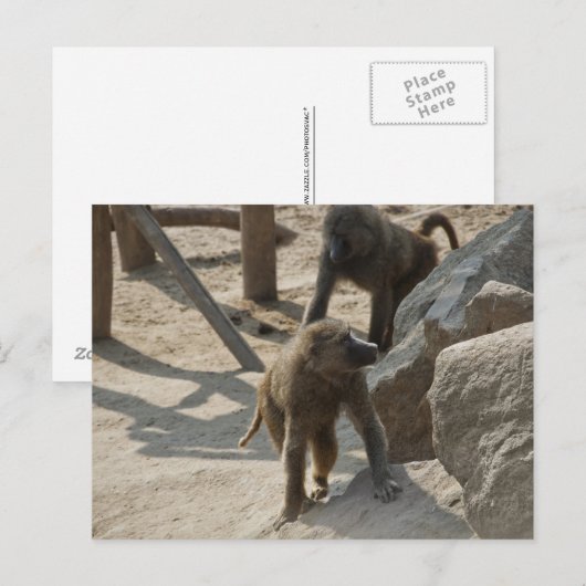 Baboon Postcard Postkarte (Vorne/Hinten)