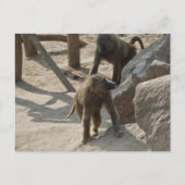 Baboon Postcard Postkarte (Vorderseite)