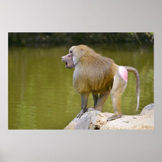 Baboon Poster (Vorne)