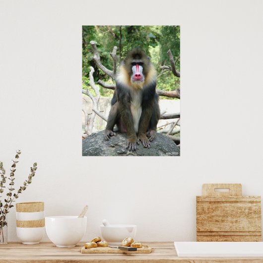 Baboon Poster (Küche)