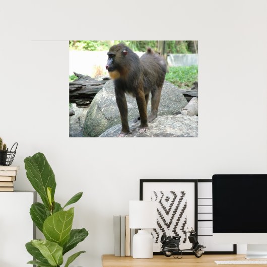 Baboon Poster (Heimbüro)