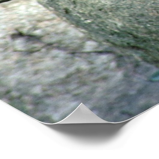 Baboon Poster (Ecke)