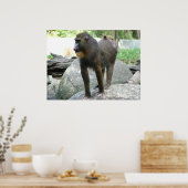 Baboon Poster (Küche)