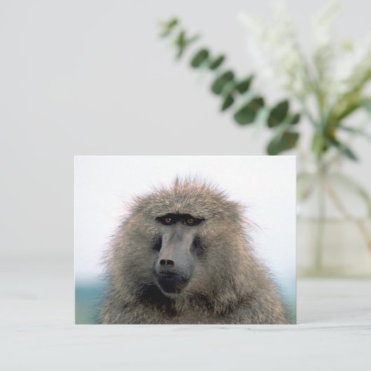 Baboon Postkarte (Stehend Vorderseite)