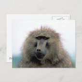 Baboon Postkarte (Vorne/Hinten)