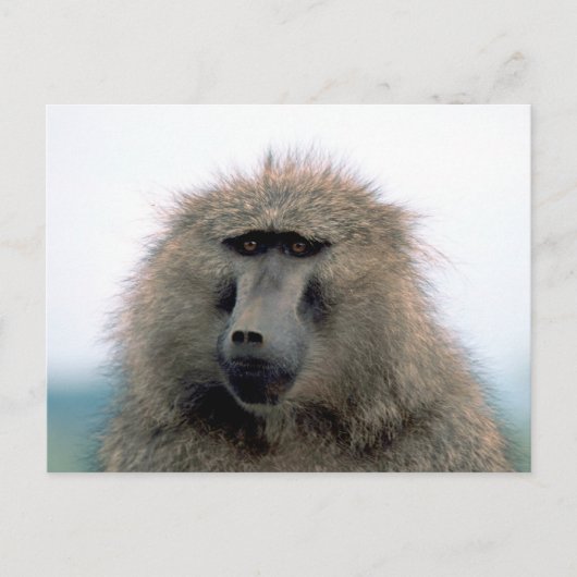Baboon Postkarte (Vorderseite)