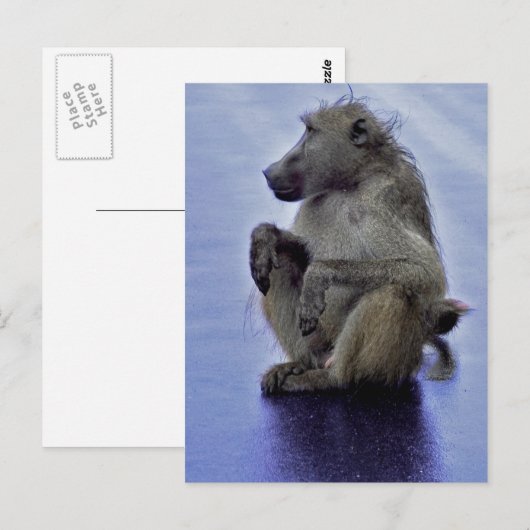 Baboon Sitting Postkarte (Vorne/Hinten)