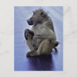 Baboon Sitting Postkarte