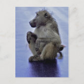Baboon Sitting Postkarte (Vorderseite)