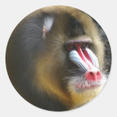 Baboon Sticker (Vorderseite)