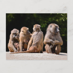 Baboons und junge feiertagspostkarte