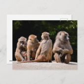 Baboons und junge feiertagspostkarte (Vorne/Hinten)