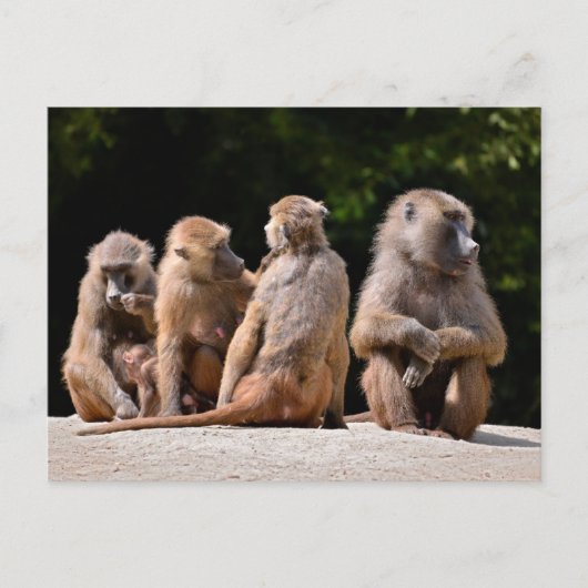 Baboons und junge feiertagspostkarte (Vorderseite)
