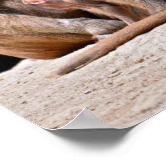 Baboons und Jungferien Poster (Ecke)