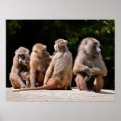 Baboons und Jungferien Poster (Vorne)