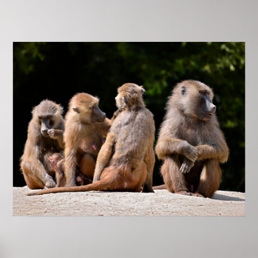 Baboons und Jungferien Poster (Vorne)