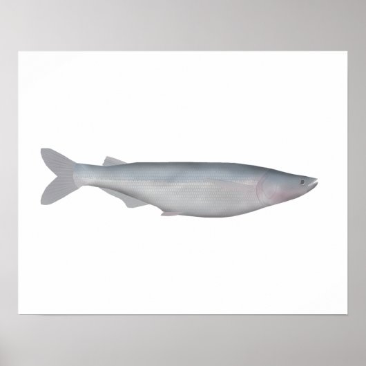 Baboso Poster (Vorne)