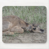 Baby A6 Pronghorn Antilope Mousepad (Vorne)