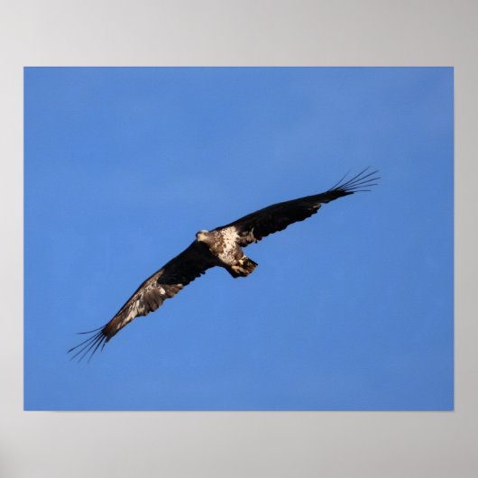 Baby Adler! Poster (Vorne)