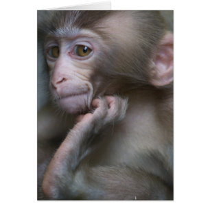 Baby-Affe