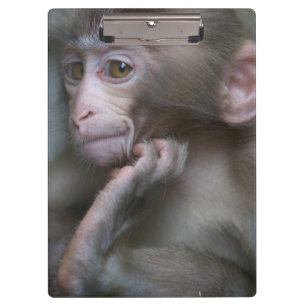 Baby-Affe Klemmbrett