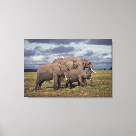 Baby African Elephant mit Familie Leinwanddruck (Vorderseite)