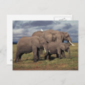 Baby African Elephant mit Familie Postkarte (Vorne/Hinten)