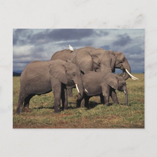 Baby African Elephant mit Familie Postkarte (Vorderseite)