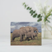 Baby African Elephant mit Familie Postkarte (Stehend Vorderseite)