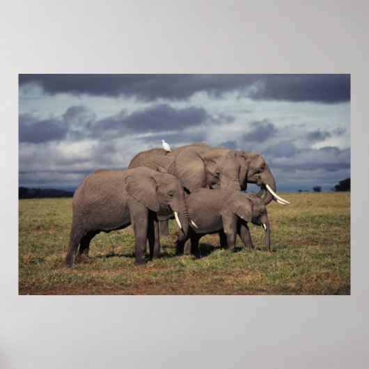 Baby African Elephant with family Poster (Vorne)