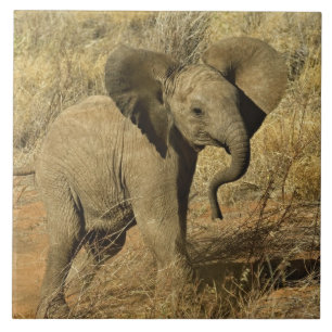 Baby Afrikanischer Elefant, Loxodonta Africana, Fliese